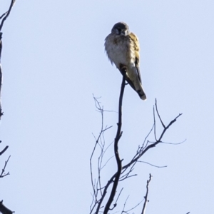 Falco cenchroides at Tennent, ACT - 8 Sep 2019