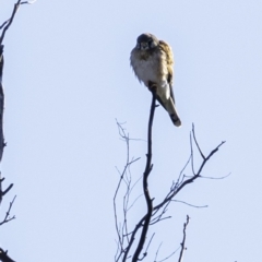 Falco cenchroides at Tennent, ACT - 8 Sep 2019