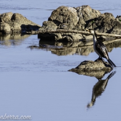 Microcarbo melanoleucos (Little Pied Cormorant) at Gigerline Nature Reserve - 7 Sep 2019 by BIrdsinCanberra