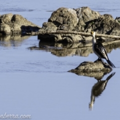 Microcarbo melanoleucos at Tennent, ACT - 8 Sep 2019 08:35 AM