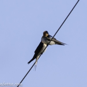 Hirundo neoxena at Tharwa, ACT - 8 Sep 2019