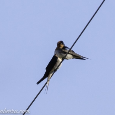 Hirundo neoxena (Welcome Swallow) at Tharwa, ACT - 8 Sep 2019 by JonSteinbeck
