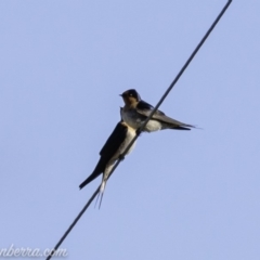 Hirundo neoxena at Tharwa, ACT - 8 Sep 2019