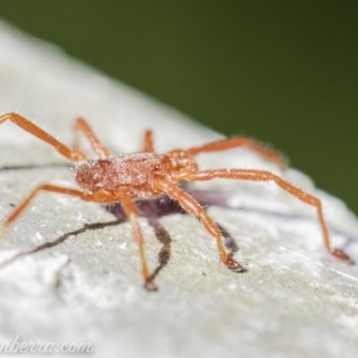 Erythraeidae (family) (Erythraeid mite) at Hughes, ACT - 8 Sep 2019 by JonSteinbeck