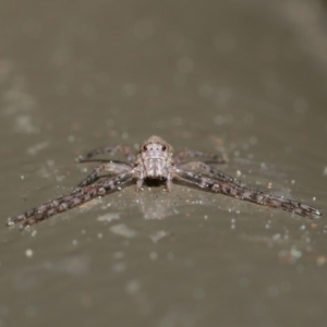 Tmarus marmoreus at Acton, ACT - 13 Sep 2019 01:22 PM