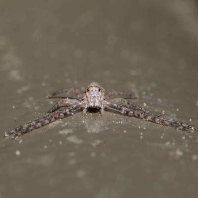 Tmarus marmoreus (Marbled crab spider) at Acton, ACT - 13 Sep 2019 by TimL