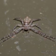 Tmarus marmoreus at Acton, ACT - 13 Sep 2019 01:22 PM