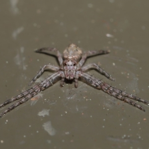 Tmarus marmoreus at Acton, ACT - 13 Sep 2019 01:22 PM