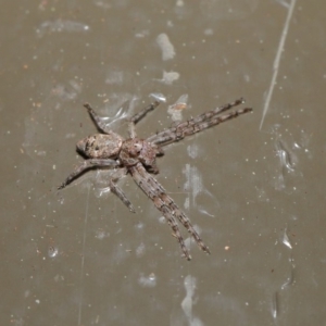 Tmarus marmoreus at Acton, ACT - 13 Sep 2019 01:22 PM