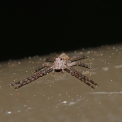 Tmarus marmoreus at Acton, ACT - 13 Sep 2019 01:22 PM