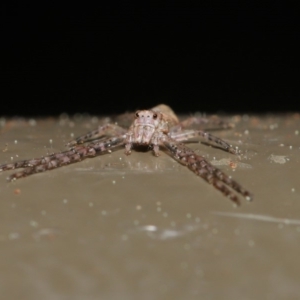 Tmarus marmoreus at Acton, ACT - 13 Sep 2019 01:22 PM