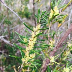 Bertya rosmarinifolia (Rosemary Bertya) at Stromlo, ACT - 15 Sep 2019 by RWPurdie