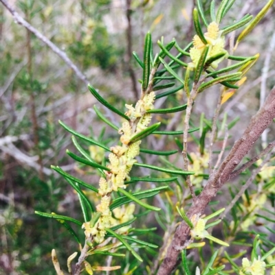 Bertya rosmarinifolia (Rosemary Bertya) at Stromlo, ACT - 14 Sep 2019 by RWPurdie