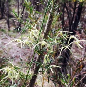 Clematis leptophylla at Stromlo, ACT - 15 Sep 2019