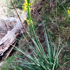 Bulbine glauca (Rock Lily) at Stromlo, ACT - 14 Sep 2019 by RWPurdie