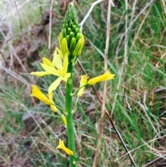 Bulbine glauca at Stromlo, ACT - 15 Sep 2019