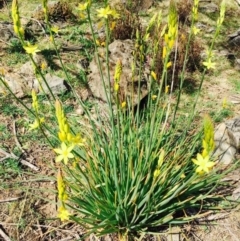 Bulbine glauca at Stromlo, ACT - 15 Sep 2019