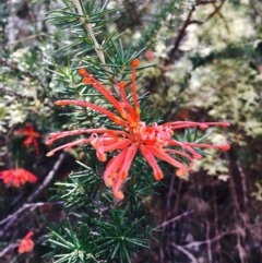 Grevillea juniperina subsp. fortis (Grevillea) at Stromlo, ACT - 15 Sep 2019 by RWPurdie