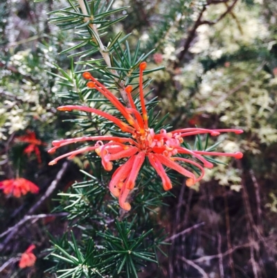 Grevillea juniperina subsp. fortis (Grevillea) at Stromlo, ACT - 15 Sep 2019 by RWPurdie