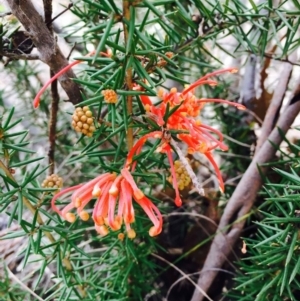 Grevillea juniperina subsp. fortis at Stromlo, ACT - 15 Sep 2019
