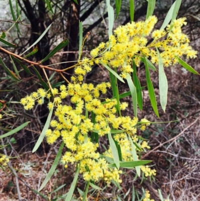 Acacia rubida (Red-stemmed Wattle, Red-leaved Wattle) at Stromlo, ACT - 15 Sep 2019 by RWPurdie