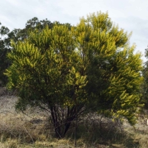 Acacia rubida at Stromlo, ACT - 15 Sep 2019
