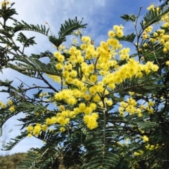 Acacia dealbata (Silver Wattle) at Stromlo, ACT - 15 Sep 2019 by RWPurdie
