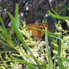 Heteronympha merope (Common Brown Butterfly) at Aranda, ACT - 4 Dec 2014 by JanetRussell