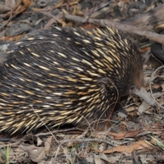 Tachyglossus aculeatus at Hackett, ACT - 10 Sep 2019