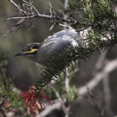 Caligavis chrysops (Yellow-faced Honeyeater) at Jerrabomberra Wetlands - 12 Sep 2019 by Alison Milton