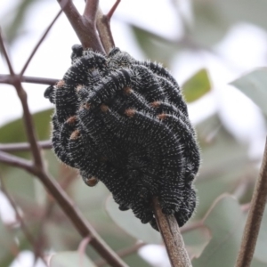 Perga sp. (genus) at Fyshwick, ACT - 12 Sep 2019