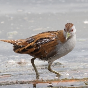 Zapornia pusilla at Fyshwick, ACT - 15 Sep 2019