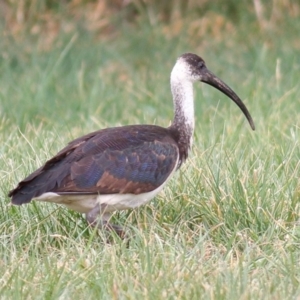 Threskiornis spinicollis at Fyshwick, ACT - 15 Sep 2019