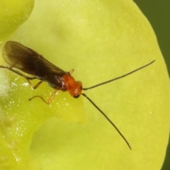 Braconidae (family) (Unidentified braconid wasp) at Kambah, ACT - 15 Sep 2019 by Marthijn