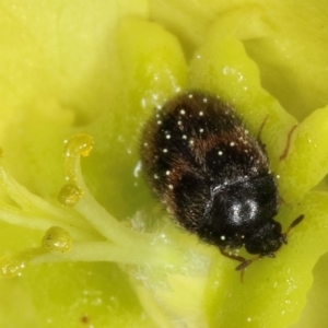 Dermestidae sp. (family) at Kambah, ACT - 15 Sep 2019 01:41 PM