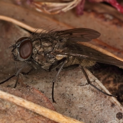 Helina sp. (genus) (Muscid fly) at Kambah, ACT - 11 Sep 2019 by Marthijn