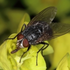 Calliphoridae (family) (Unidentified blowfly) at Kambah, ACT - 15 Sep 2019 by Marthijn