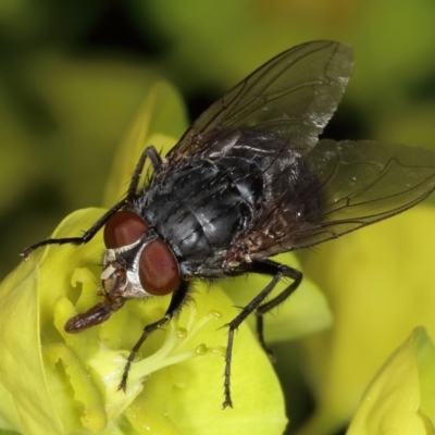 Calliphoridae (family) (Unidentified blowfly) at Kambah, ACT - 15 Sep 2019 by Marthijn