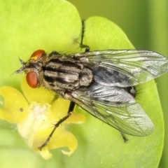 Sarcophagidae (family) (Unidentified flesh fly) at Kambah, ACT - 15 Sep 2019 by Marthijn