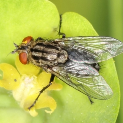 Sarcophagidae (family) (Unidentified flesh fly) at Kambah, ACT - 15 Sep 2019 by Marthijn