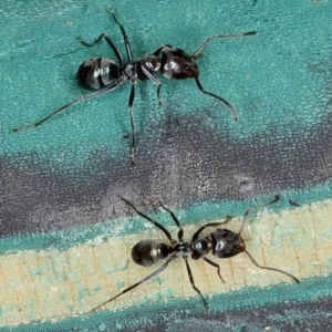 Dolichoderinae (subfamily) at Kambah, ACT - 11 Sep 2019