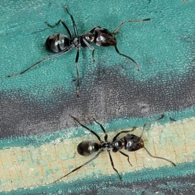 Dolichoderinae (subfamily) at Kambah, ACT - 11 Sep 2019 by Marthijn