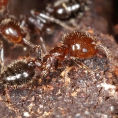 Crematogaster sp. (genus) (Acrobat ant, Cocktail ant) at Kambah, ACT - 14 Sep 2019 by Marthijn
