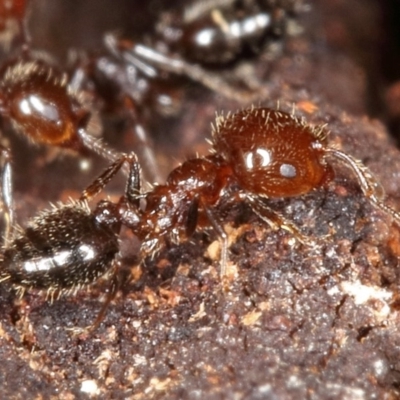 Crematogaster sp. (genus) (Acrobat ant, Cocktail ant) at Kambah, ACT - 14 Sep 2019 by Marthijn