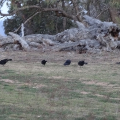 Corcorax melanorhamphos (White-winged Chough) at Isaacs Ridge - 14 Sep 2019 by Mike