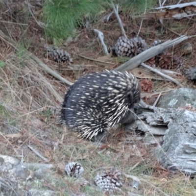 Tachyglossus aculeatus (Short-beaked Echidna) at Isaacs, ACT - 14 Sep 2019 by Mike