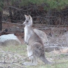 Macropus giganteus (Eastern Grey Kangaroo) at Isaacs Ridge and Nearby - 14 Sep 2019 by Mike