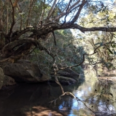 Tristaniopsis laurina (Kanooka, Water Gum) at Bundanoon, NSW - 15 Sep 2019 by Margot