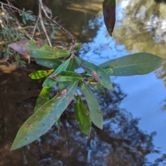 Tristaniopsis laurina at Bundanoon, NSW - 15 Sep 2019 12:42 PM