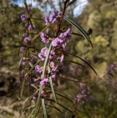 Hovea longifolia (Long-leaf Hovea) at Bundanoon, NSW - 15 Sep 2019 by Margot